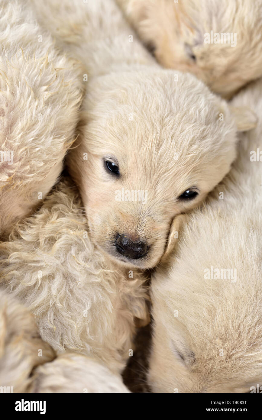 Why Do Puppies Cuddle With Each Other