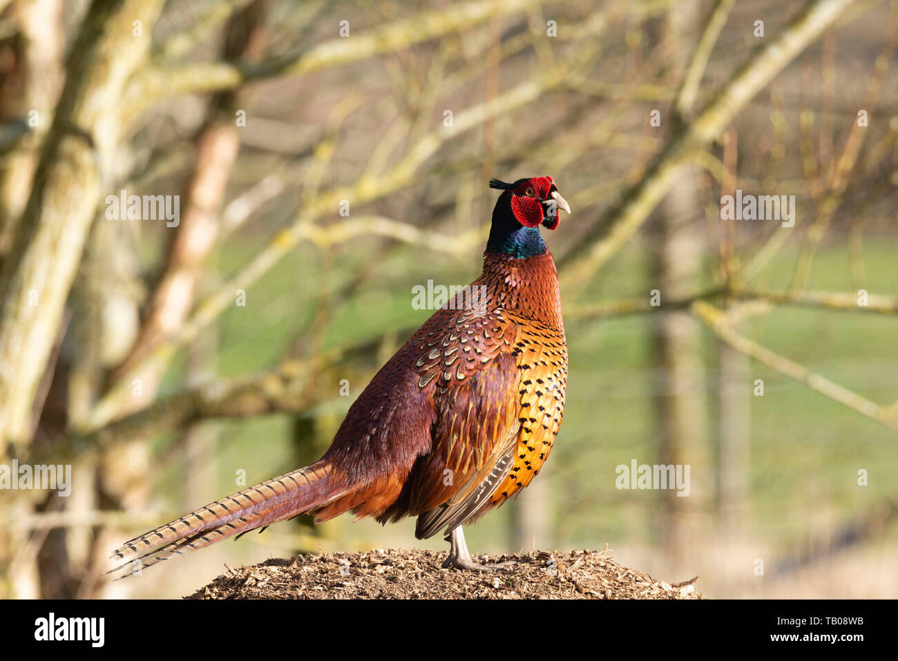 Copper Pheasant Stock Photos Copper Pheasant Stock Images Alamy