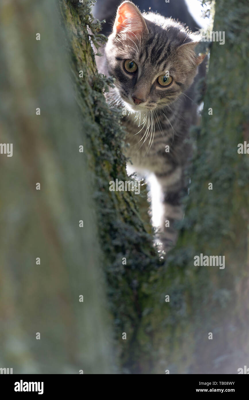 A Grey Tabby Cat Climbing in the Crook of a Lichen Covered Tree Stock Photo