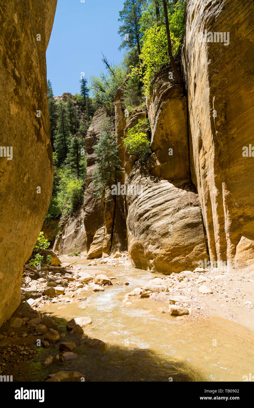 Bright sunny afternoon hiking in creek trail in The Narrows, Zion National Park, Utah. Stock Photo
