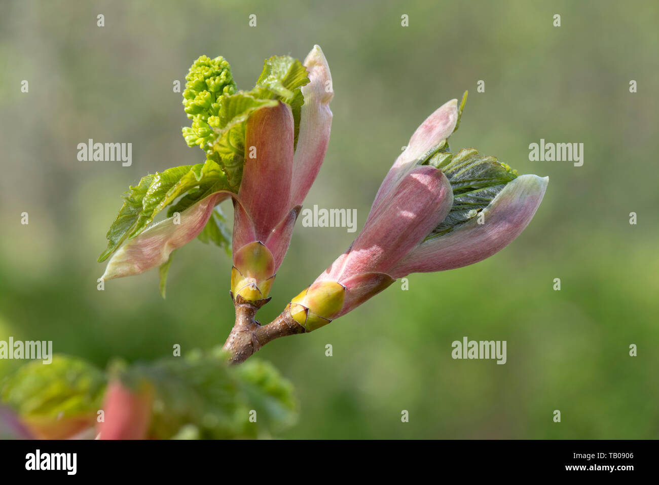 Newly Formed Flowers and Leaves Emerging From the Buds on a Sycamore (Acer Pseudoplatanus). Stock Photo