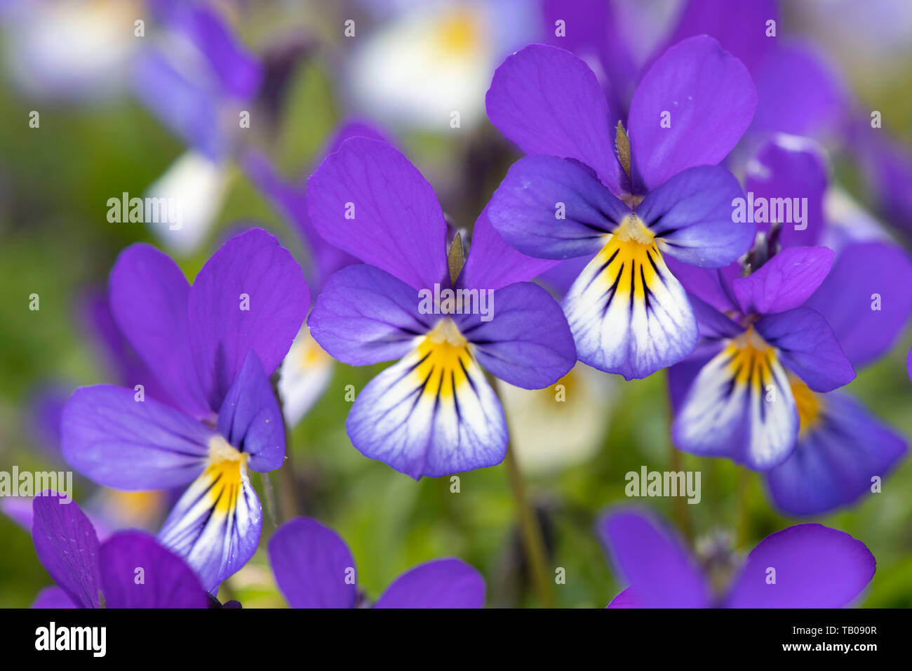 A close up of Wild Pansy Flowers (Viola Tricolor), aka Johnny Jump Up. Stock Photo