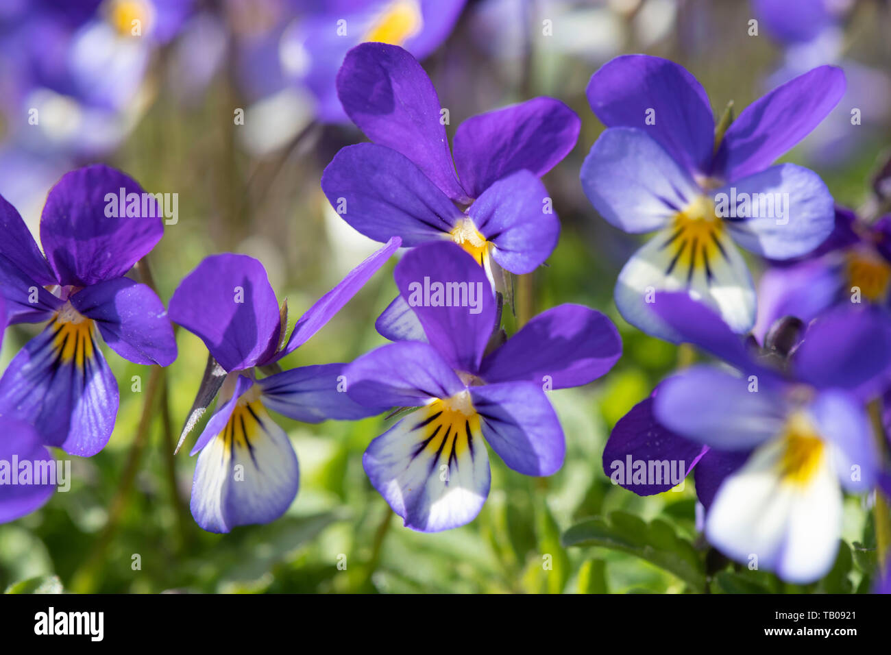 Wild Pansy Flowers (Viola Tricolor), aka Three Faces in a Hood Stock Photo