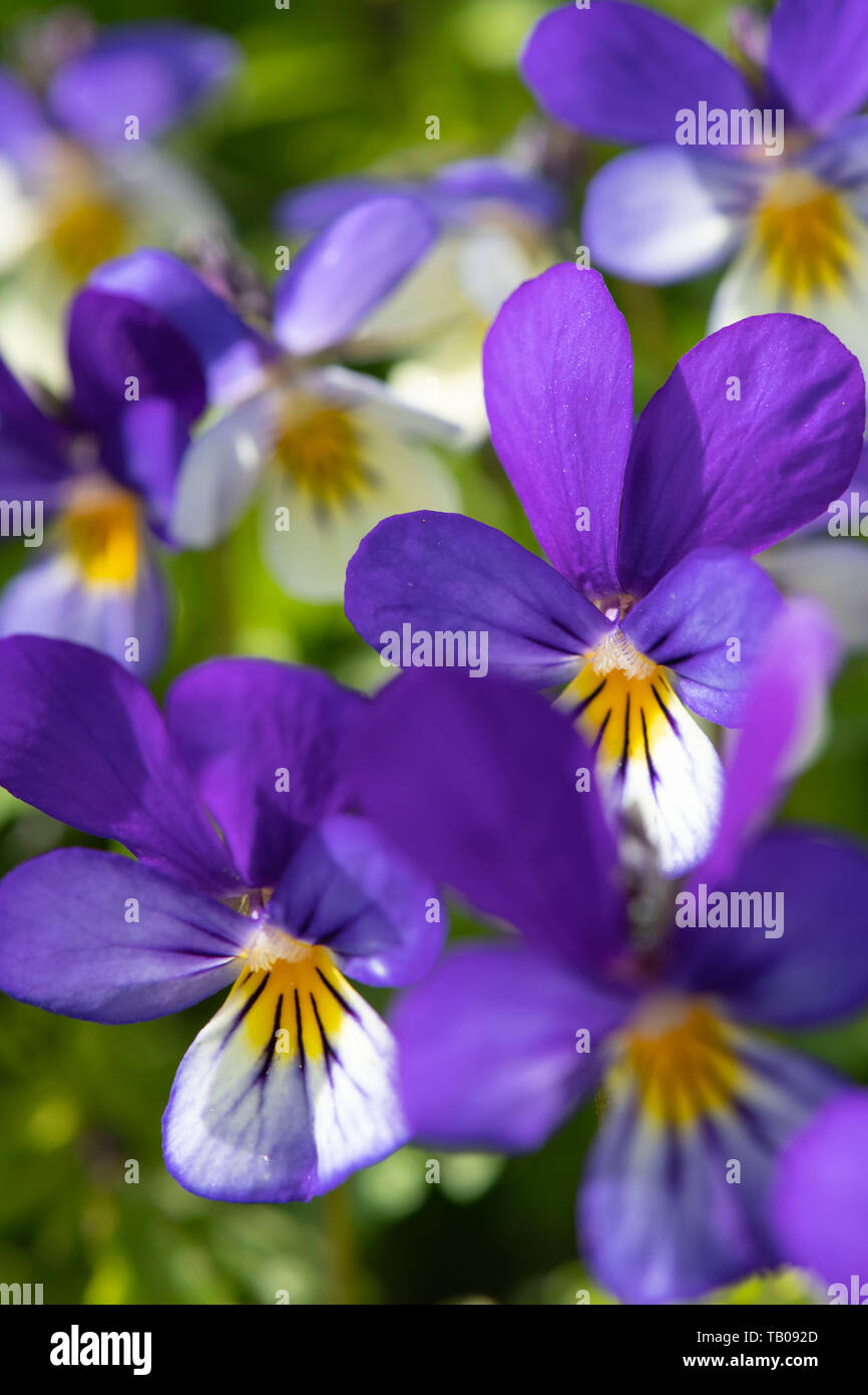 Wild Pansy Flowers (Viola Tricolor), aka Heart's Delight, Stock Photo