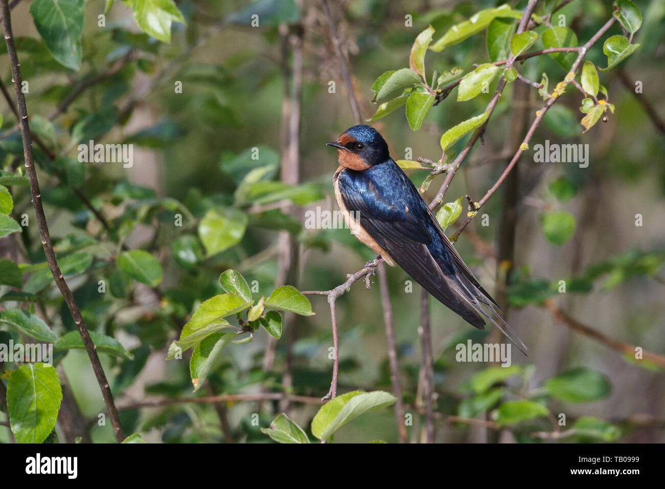 Barn Swallow Bird At Richmond Bc Canada Stock Photo 247713685 Alamy