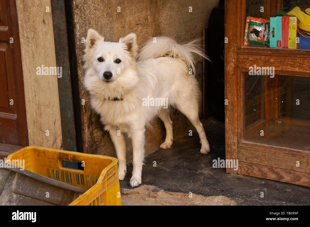 Asian spitz cheap