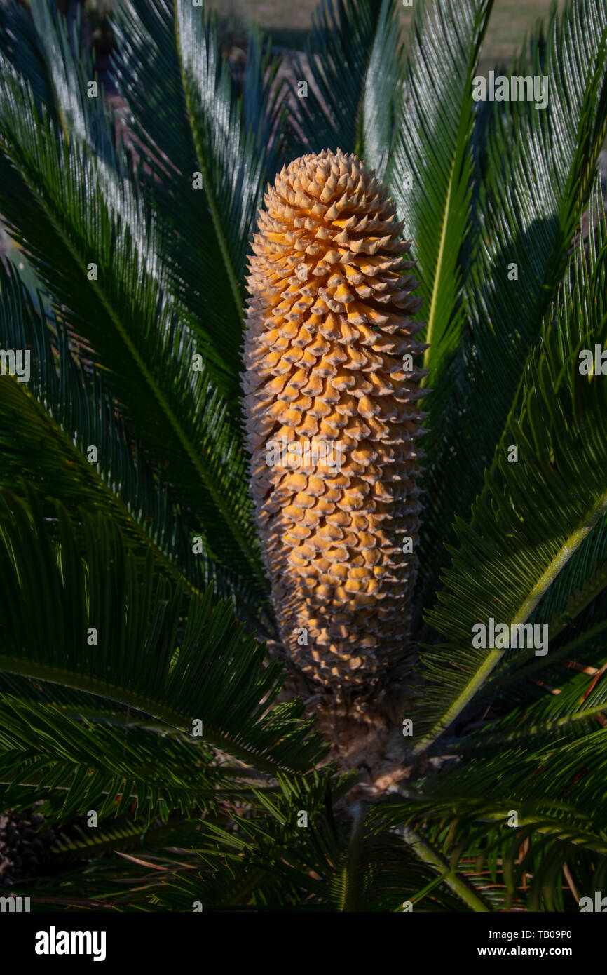 The reproductive structure of a very primitive plant,the Cycad. The reproductive structure is called a strobilus or cone. Stock Photo