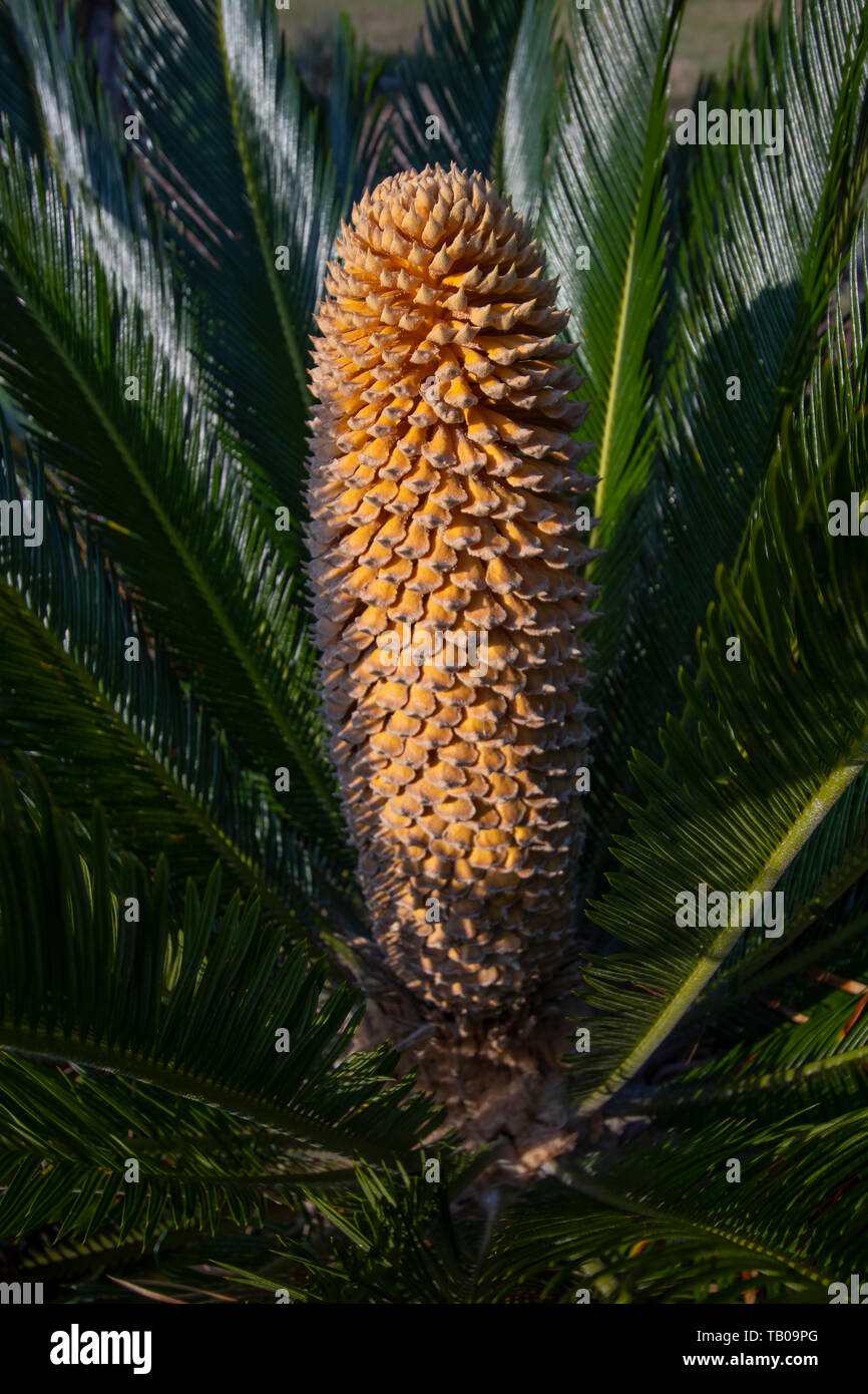 The reproductive structure of a very primitive plant,the Cycad. The reproductive structure is called a strobilus or cone. Stock Photo