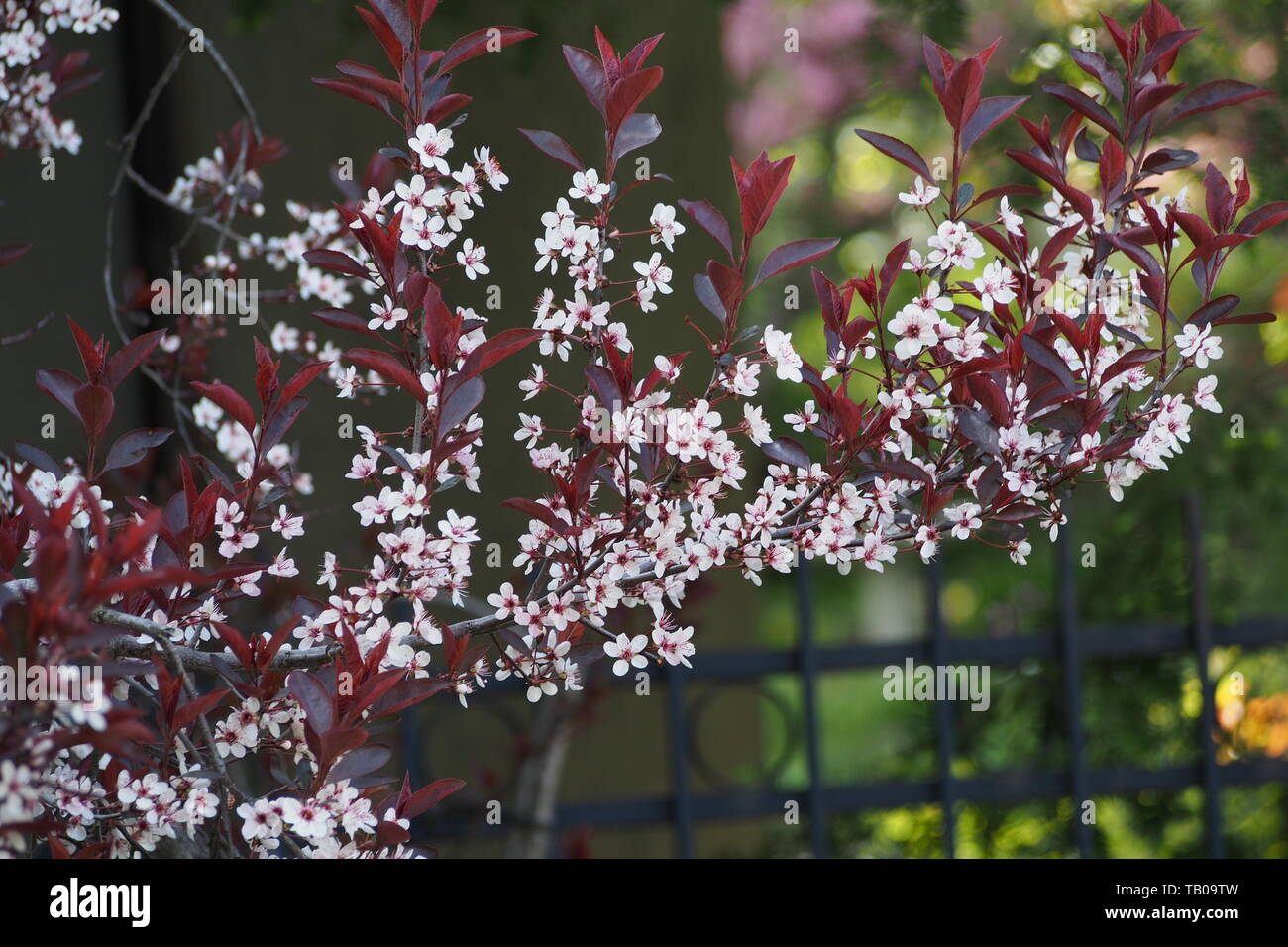Flowering Ornamental Purple Leaf Plum On A Spring Day Ottawa Ontario Canada Stock Photo Alamy