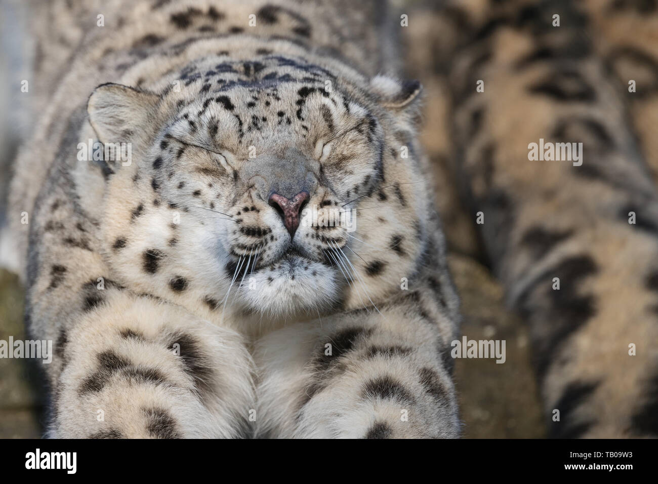 Snow Leopard Stretching next to partner Stock Photo