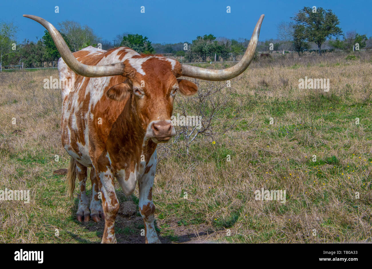Brown and white Texas longhorn steer on the ranch Stock Photo