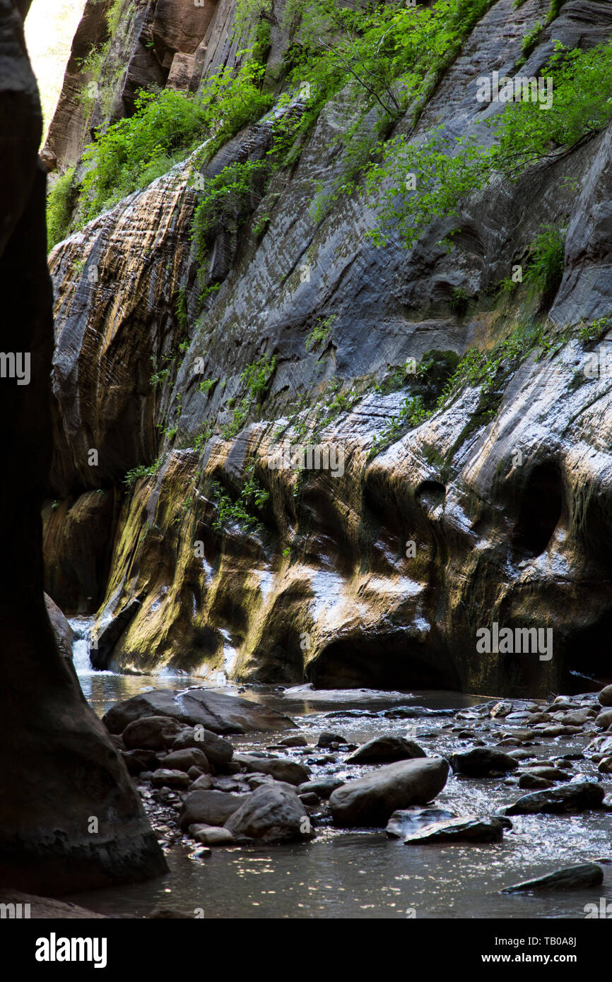 Sun shines on wet rock walls over creek water hiking trail in slot canyon in The Narrows, Zion National Park, Utah. Stock Photo