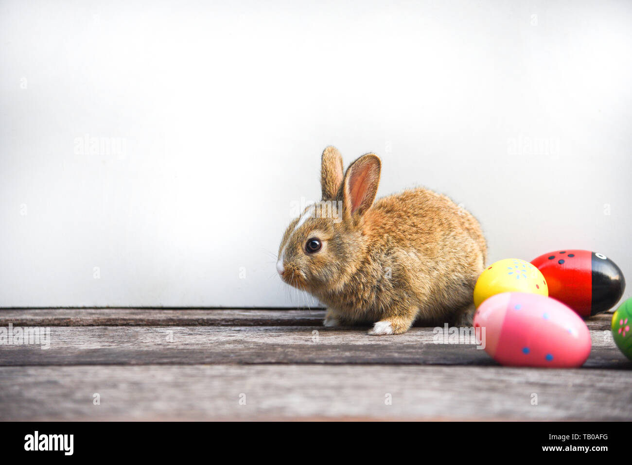 Easter bunny and Easter eggs on gray background / Colorful eggs and ...