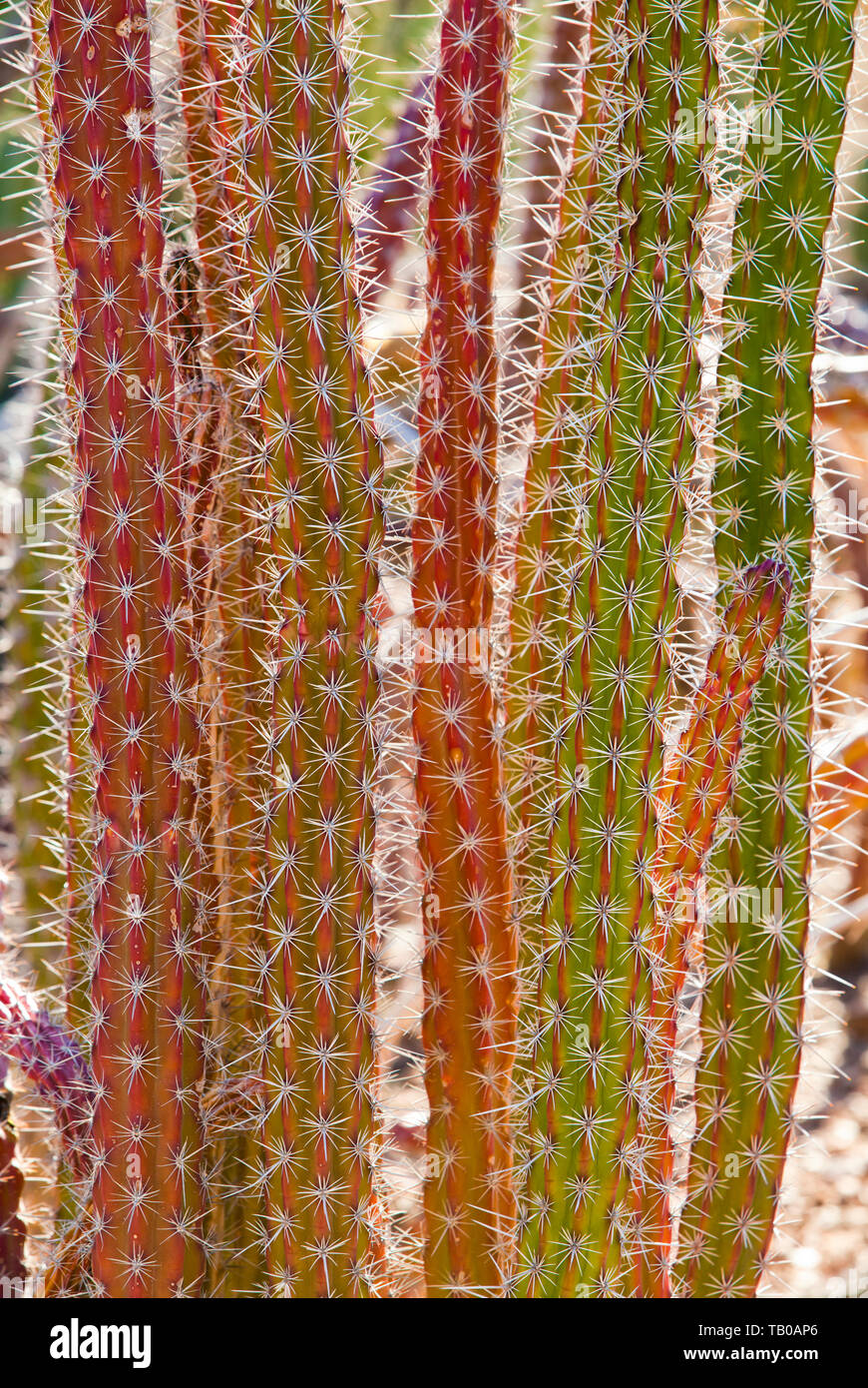 Cactus at Phoenix Desert Botanical Gardens, Phoenix, Arizona, USA Stock