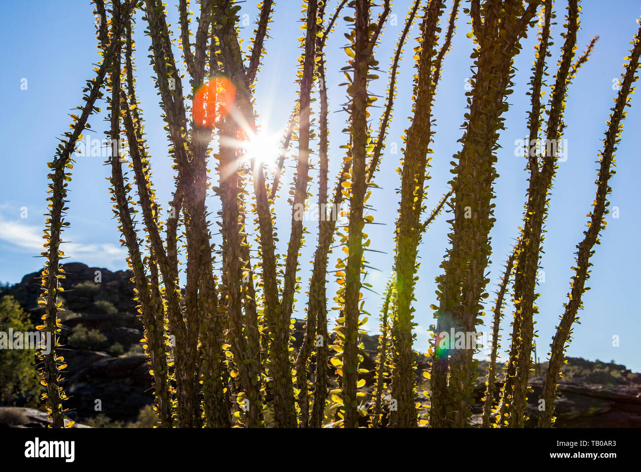 Ocotillo plant in Soth Mountain Park in Phoenix, Arizona, USA Stock