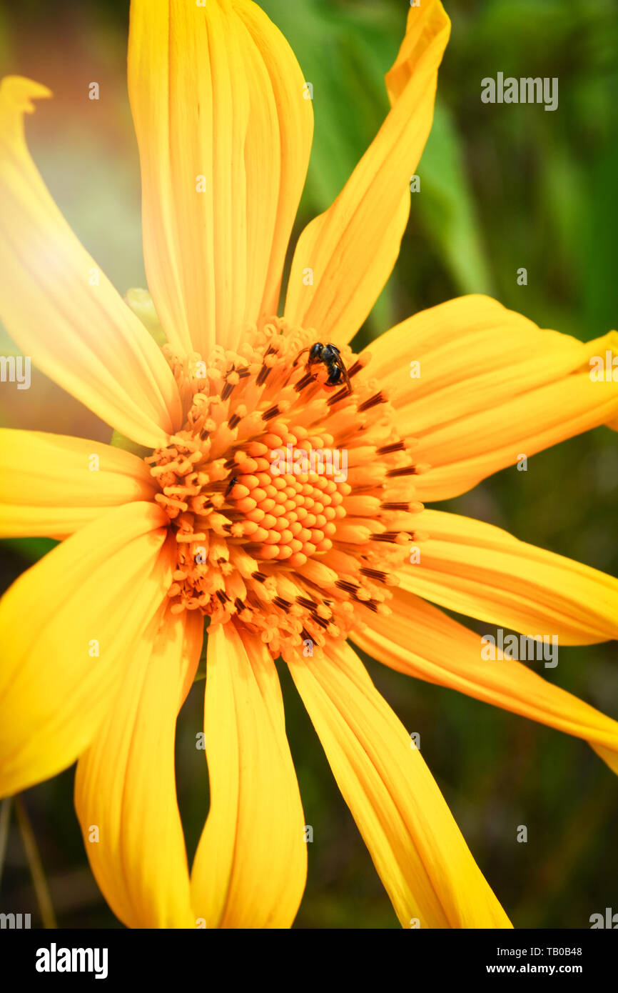 Bee on yellow flower in spring summer garden / Tree marigold or Mexican sunflower Stock Photo