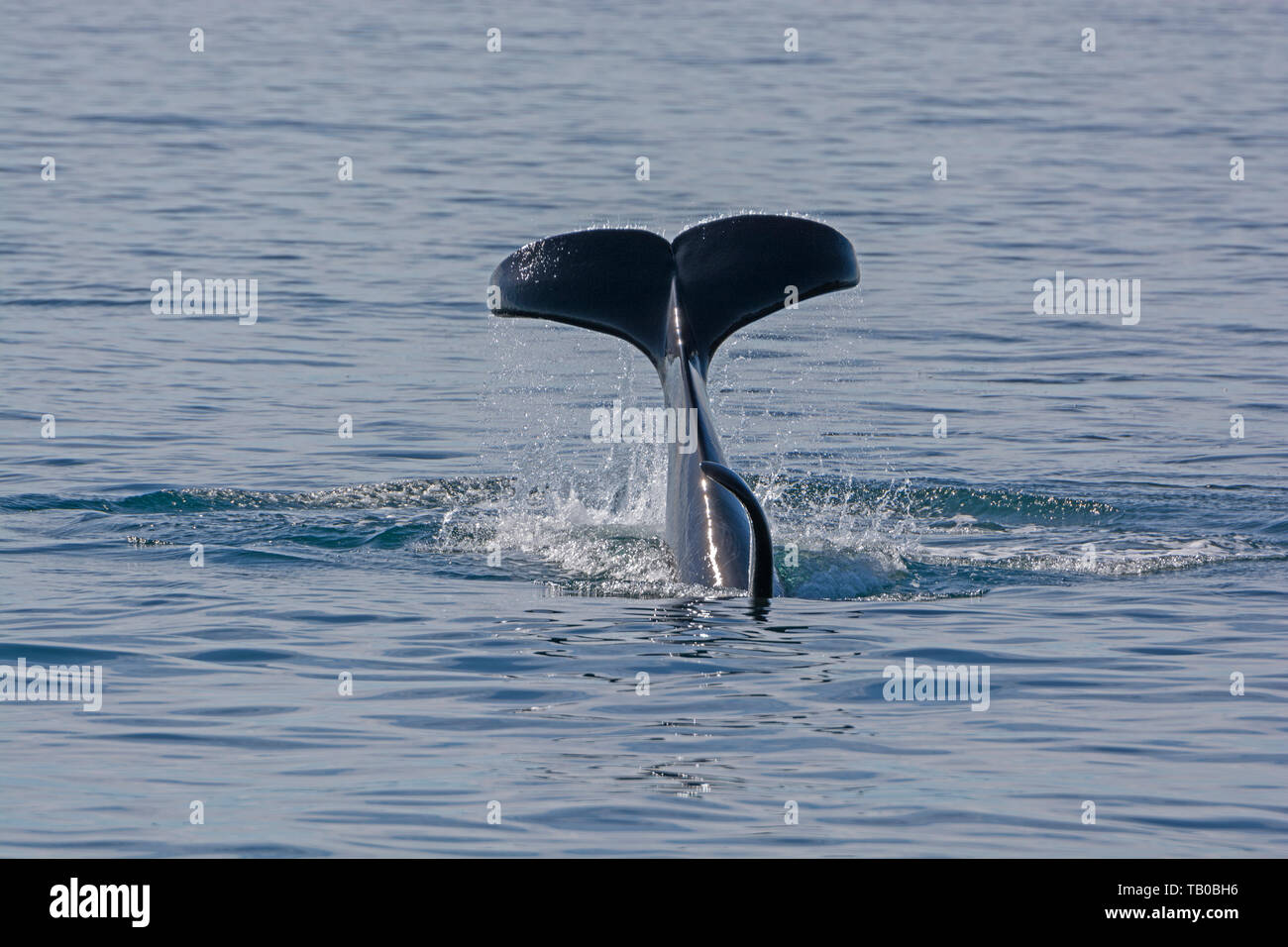 Orca Flukes showing when beginning its dive in Prince William Sound in Alaska Stock Photo