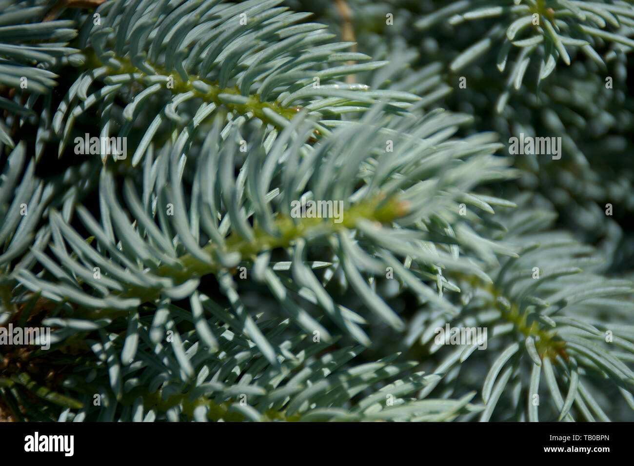 Closeup of needles of Colorado Spruce tree Stock Photo