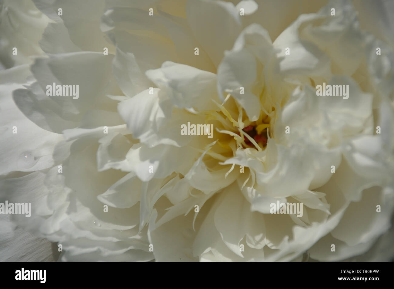 Closeup Macro of White Poney Flower Stock Photo