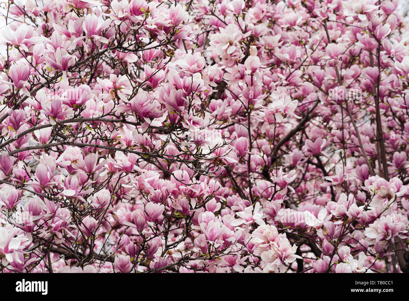 Spring time: blooming magnolia tree Stock Photo - Alamy