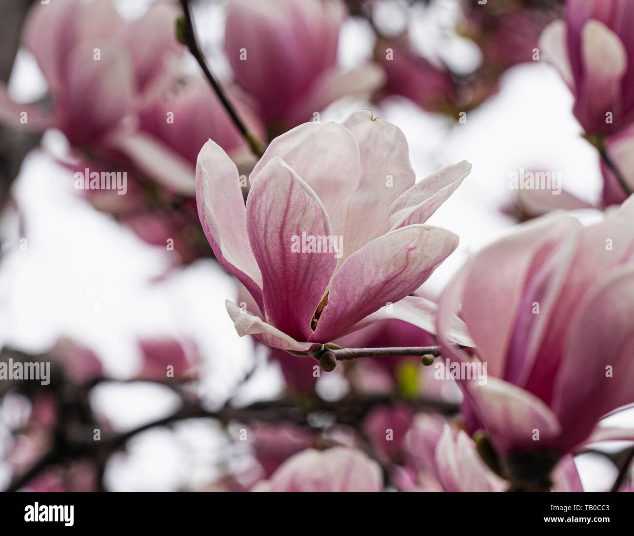 Spring time: blooming magnolia tree Stock Photo - Alamy