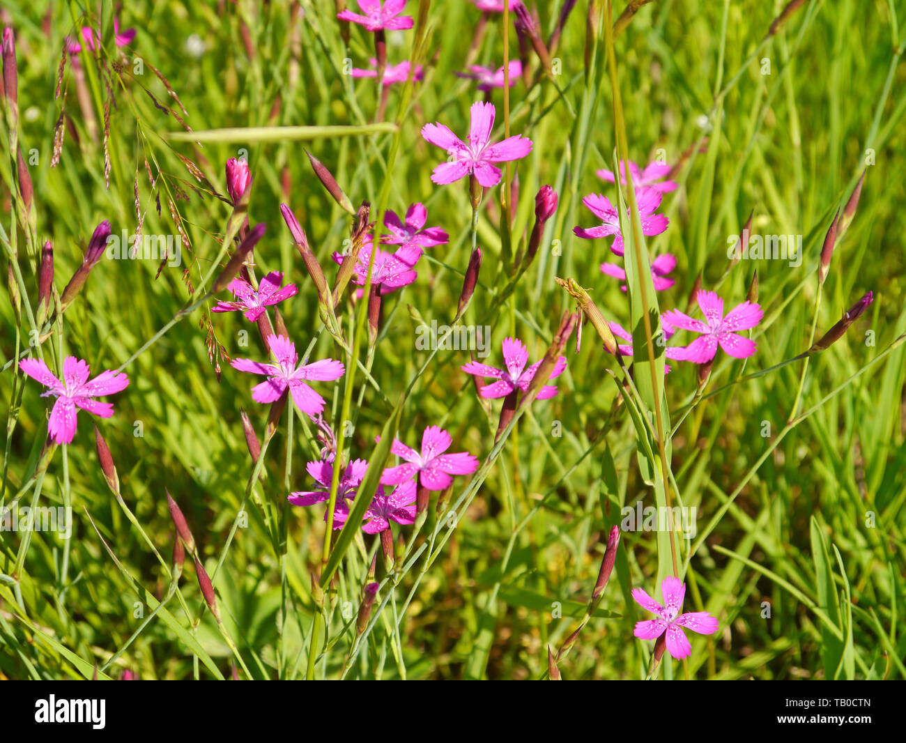 maiden pink on a flower meadow Stock Photo