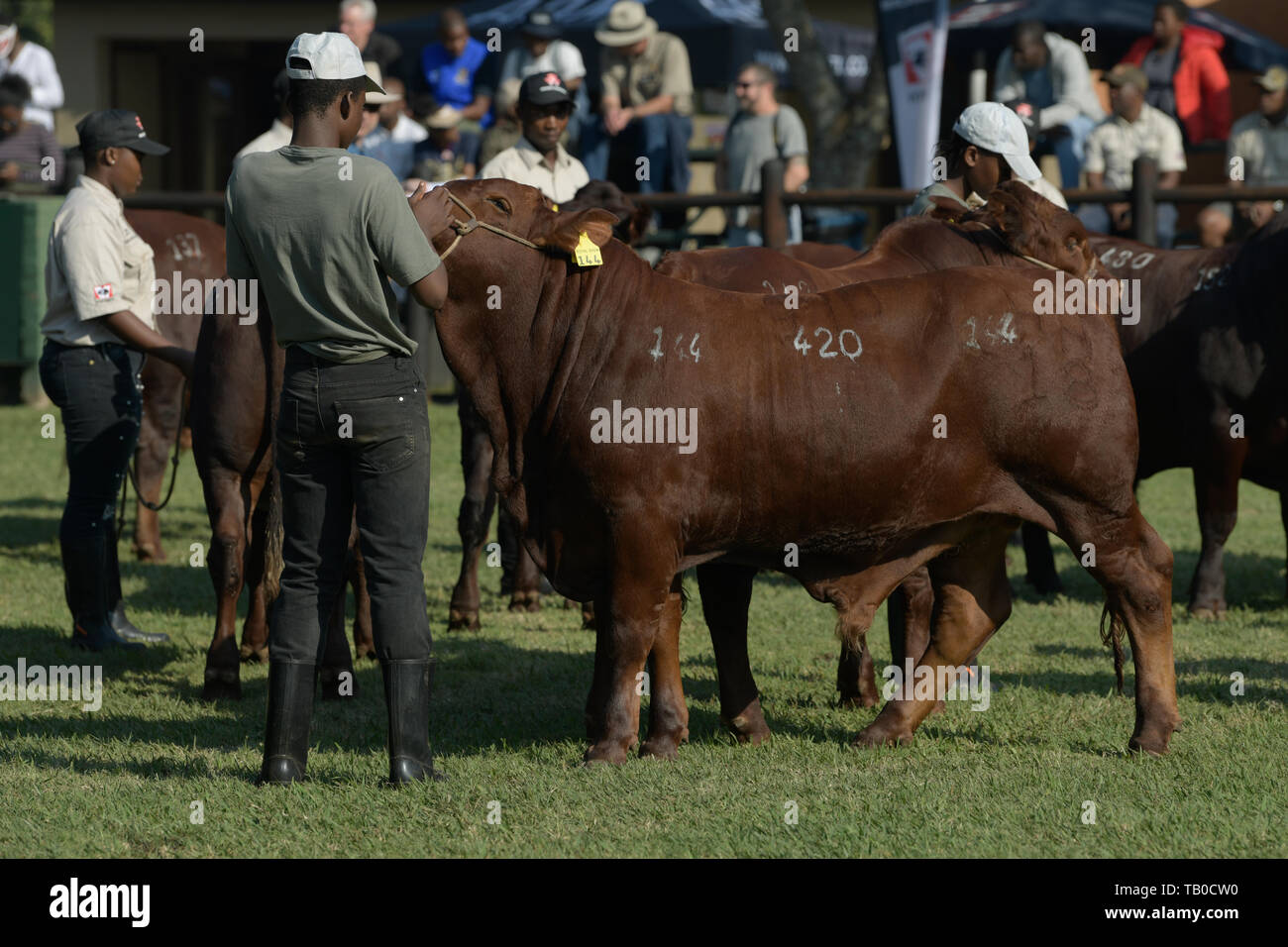 Pietermaritzburg, South Africa, male handler interacting with steer in competition arena, 2019, Royal Agricultural Show, people, animals, agriculture Stock Photo