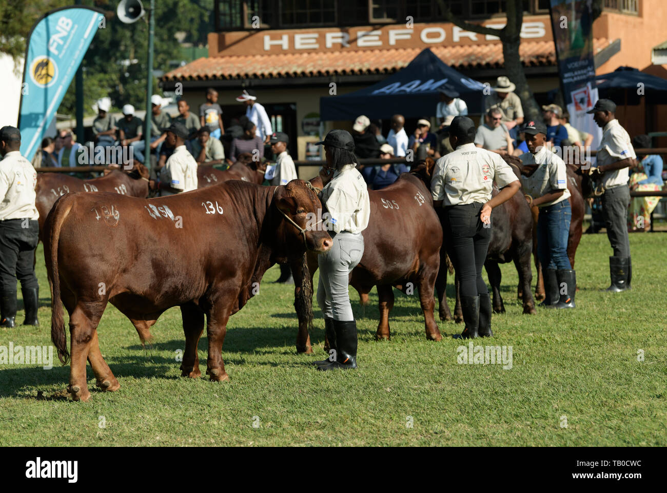 Pietermaritzburg royal show hires stock photography and images Alamy