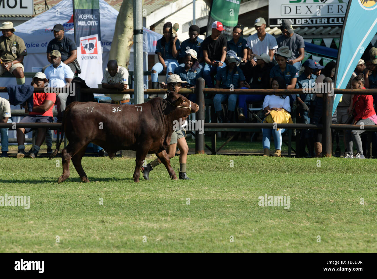 Pietermaritzburg, South Africa, woman handler walking with bullock in competition arena, 2019