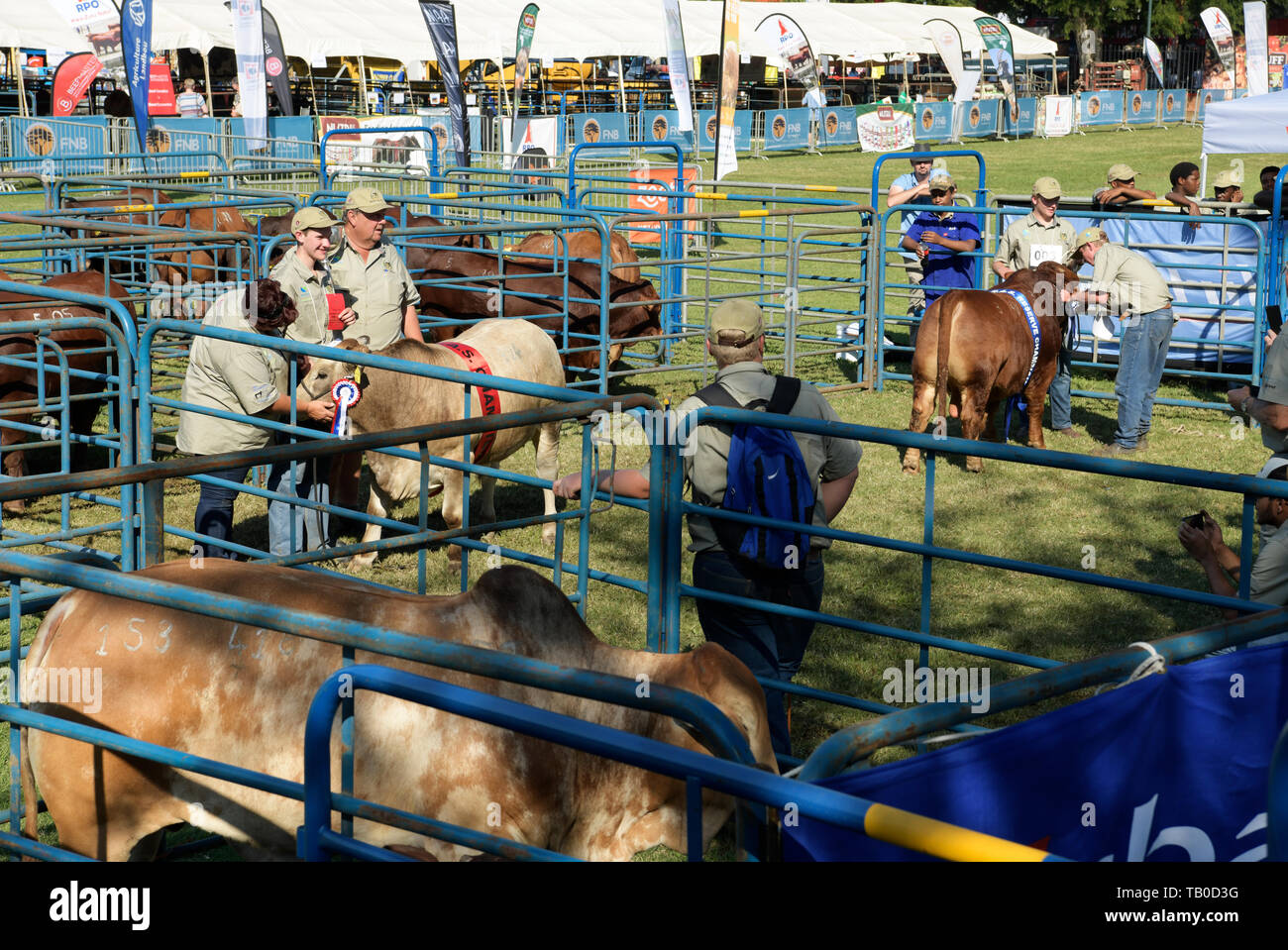 Breeder and handler pose with prize winning steer, 2019, Royal Agricultural Show