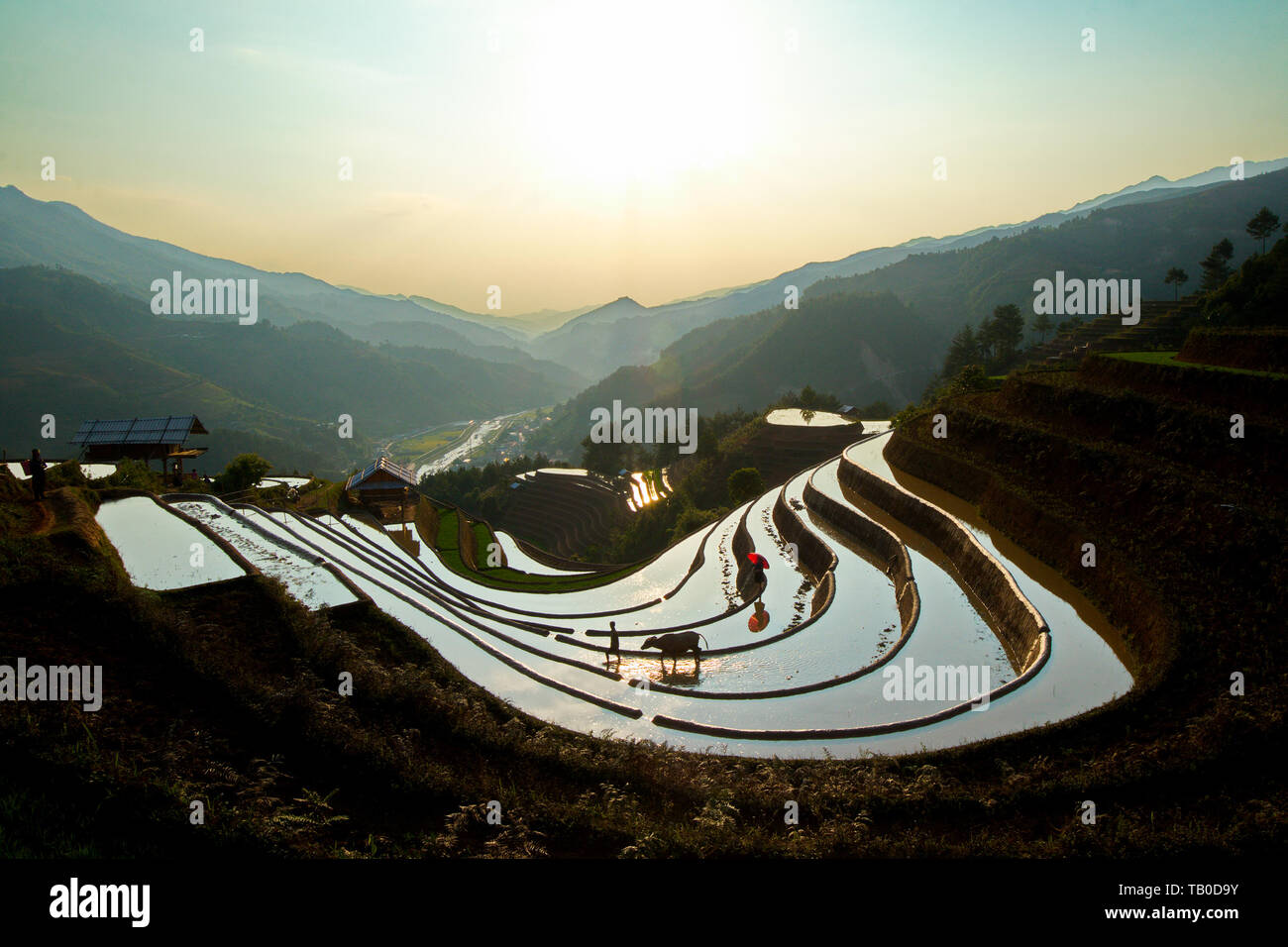 Aerial view of rice terraces at sunset in Mu Cang Chai, Vietnam Stock ...