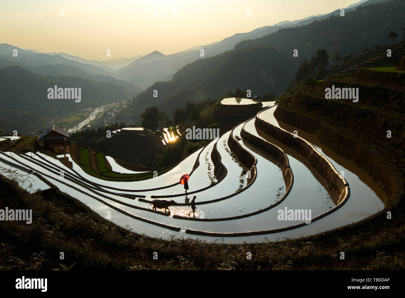 Aerial view of rice terraces at sunset in Mu Cang Chai, Vietnam Stock ...