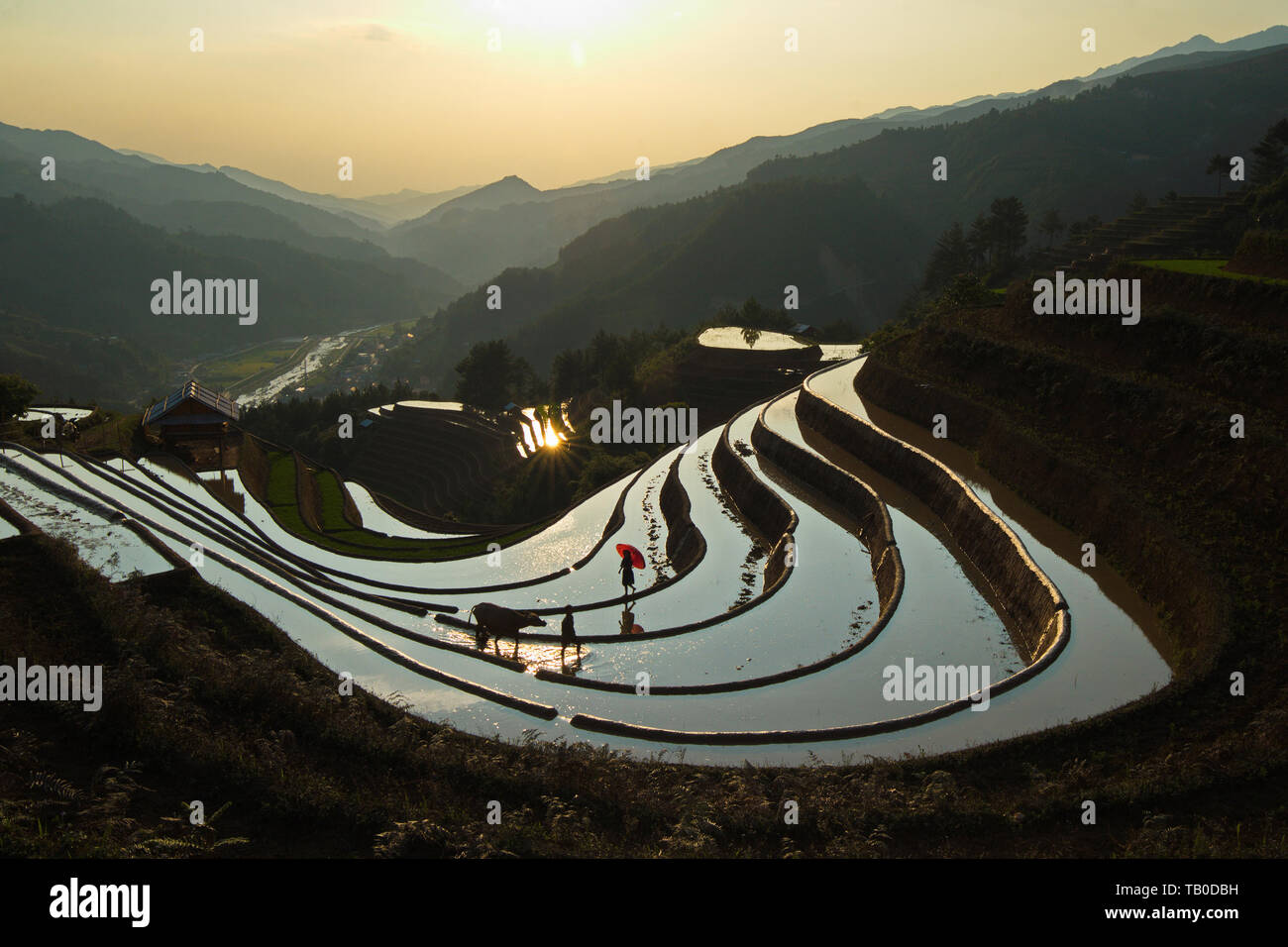 Aerial view of rice terraces at sunset in Mu Cang Chai, Vietnam Stock ...