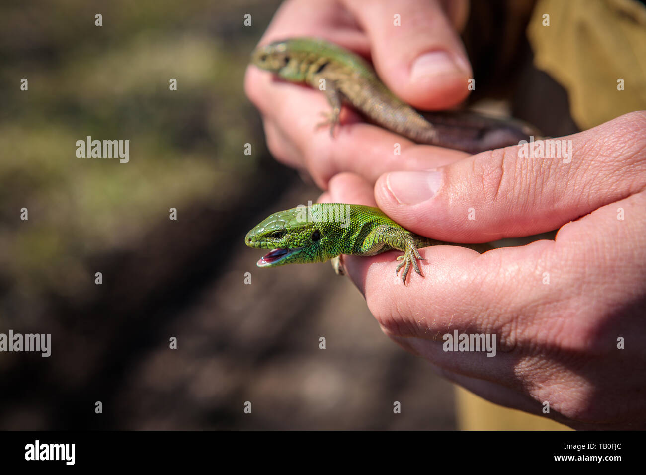 male sand lizard in the hands  Stock Photo