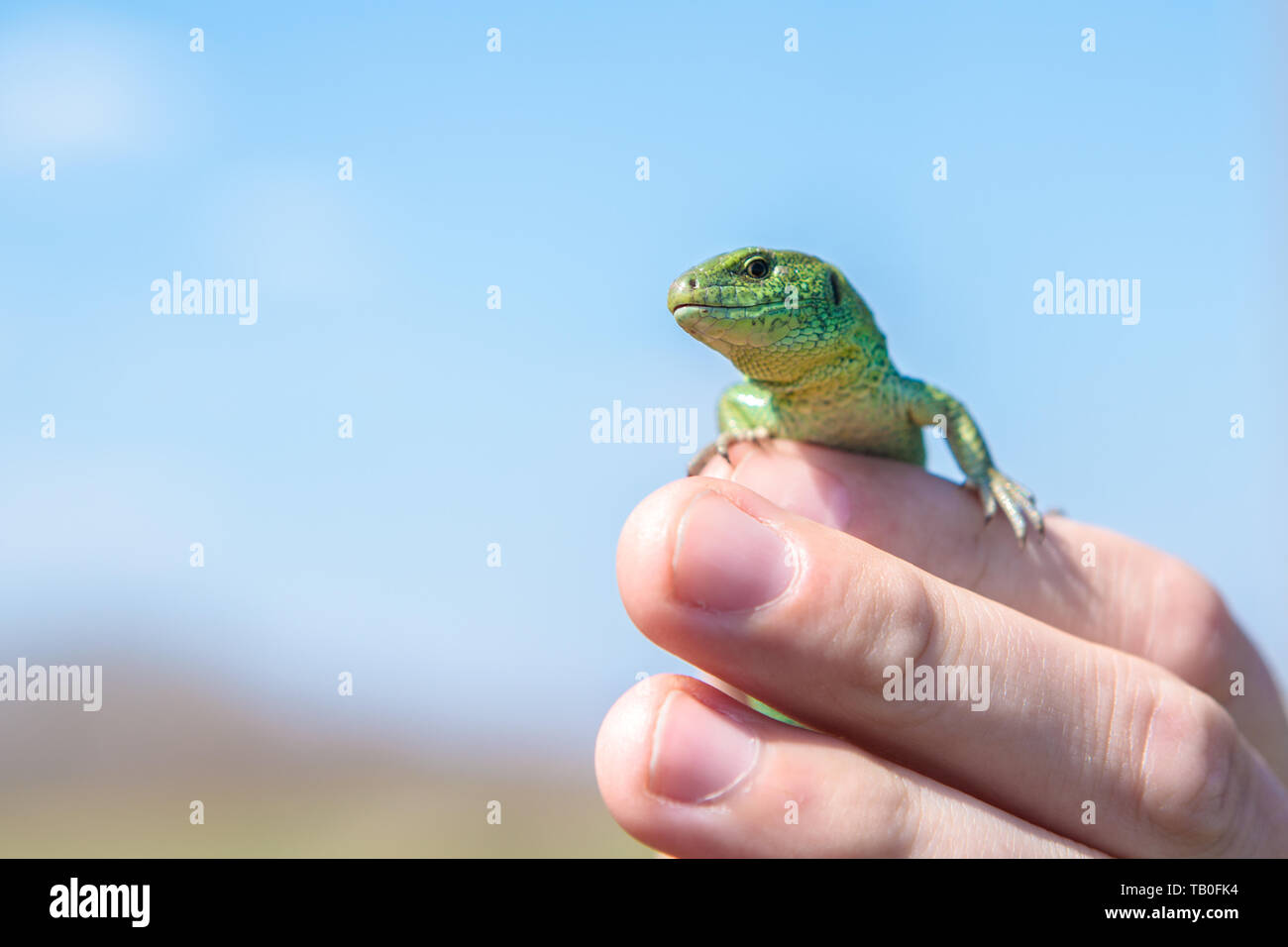 male sand lizard in the hands  Stock Photo