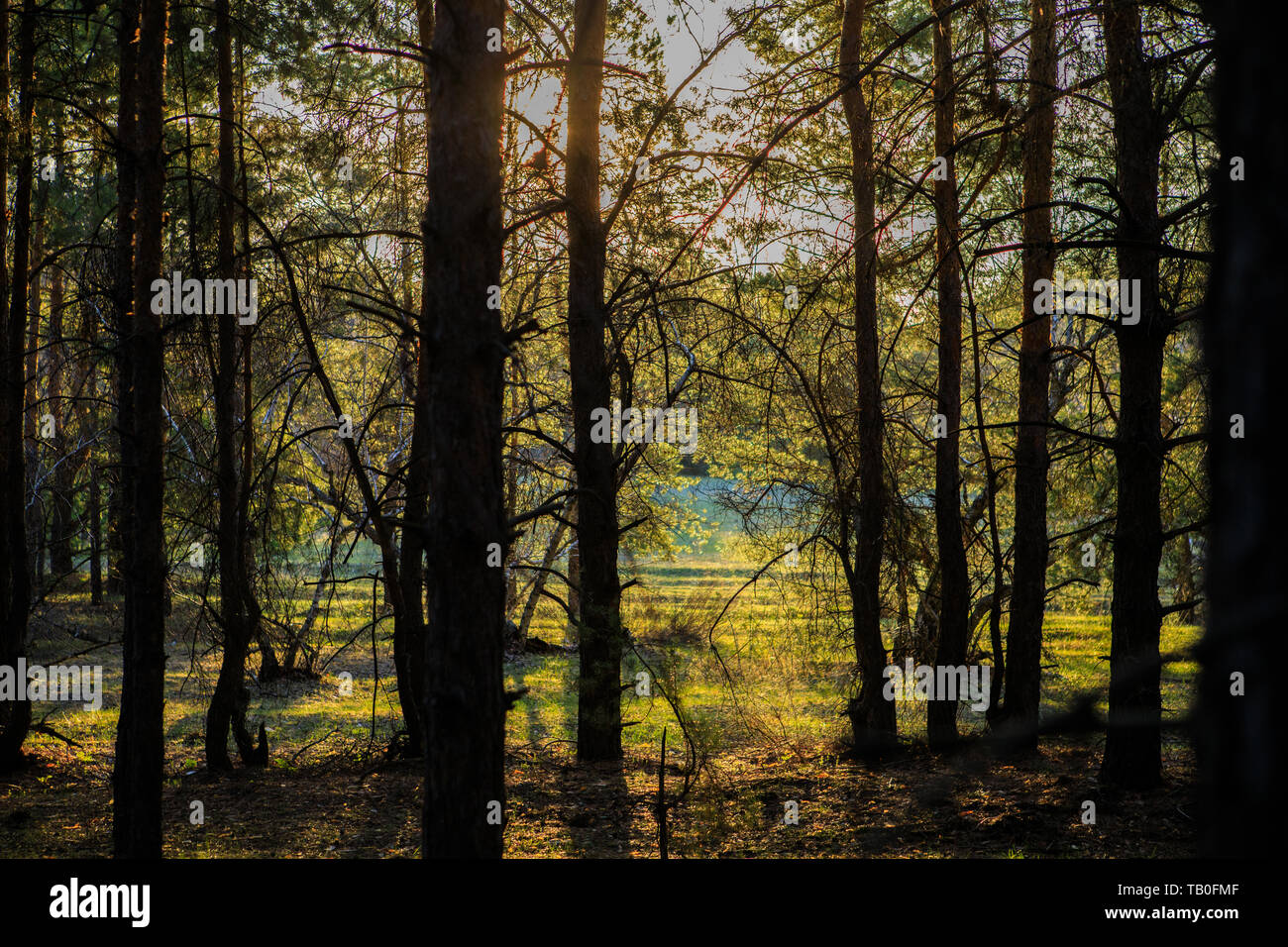 dawn in a pine forest Stock Photo - Alamy