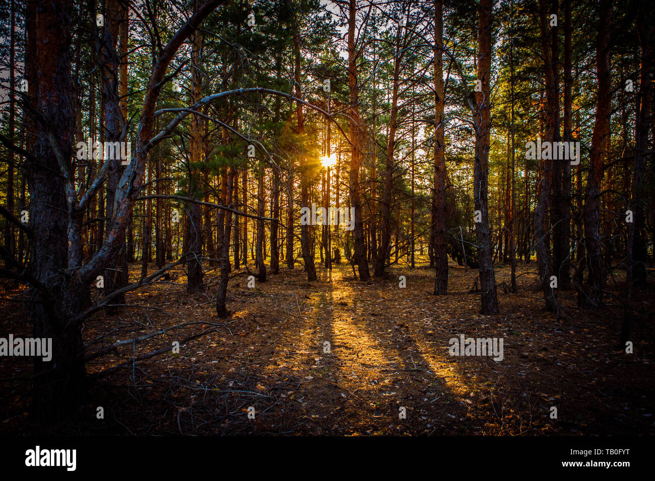 Shadows in pine forest hi-res stock photography and images - Alamy
