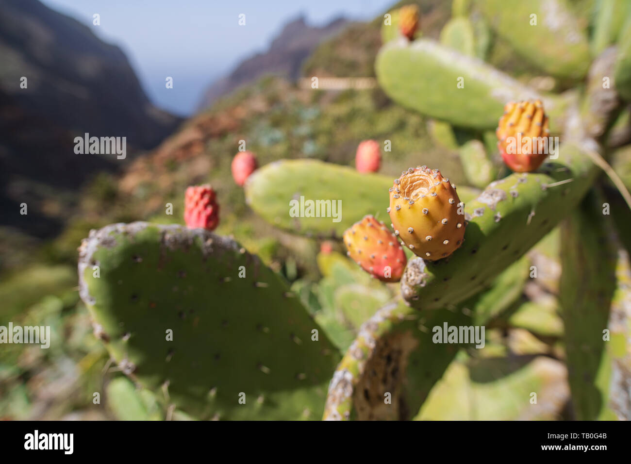 Opuntia ficus-indica, prickly pear, indian fig, ripe tasty fruits. Cactus close-up shot in Tenerife, Canary islands, Spain Stock Photo