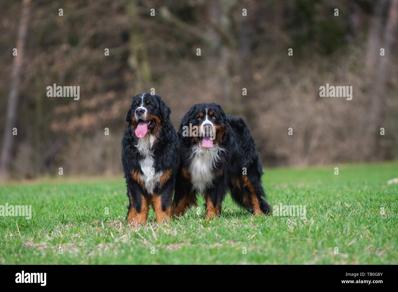2 Bernese Mountain Dogs Stock Photo