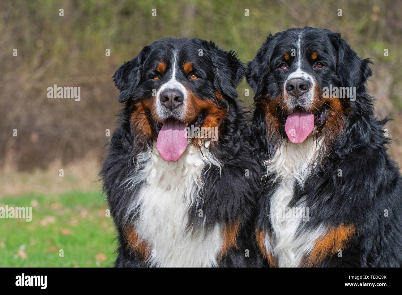 2 Bernese Mountain Dogs Stock Photo