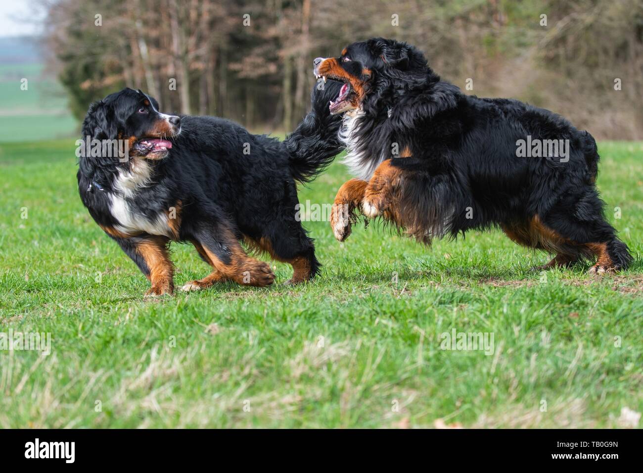2 Bernese Mountain Dogs Stock Photo Alamy
