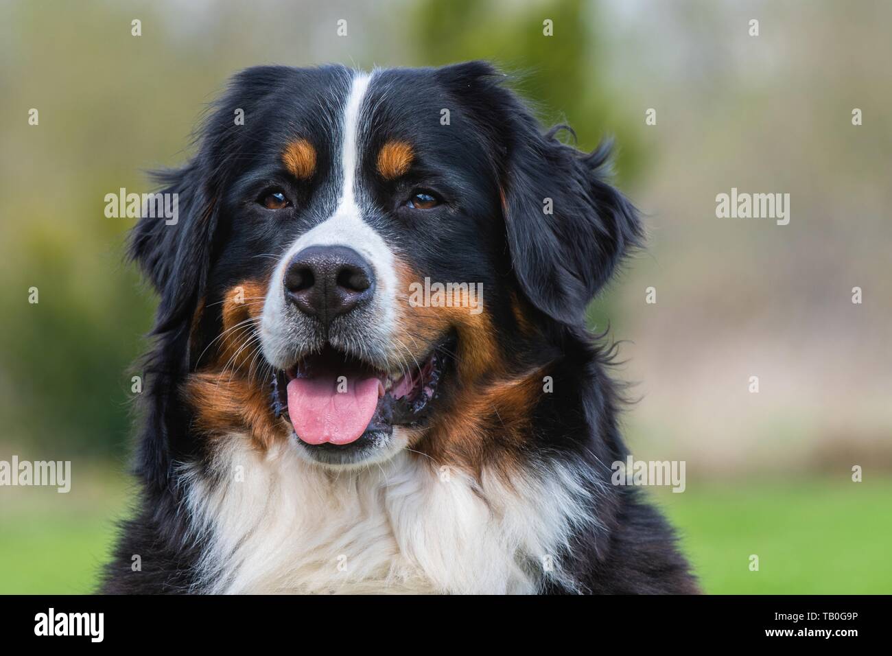 Bernese Mountain Dog Portrait Stock Photo