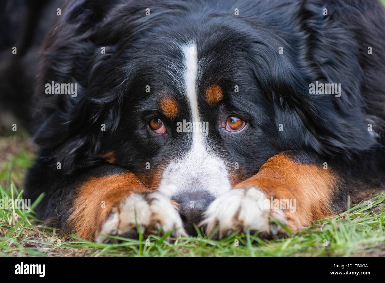 lying Bernese Mountain Dog Stock Photo