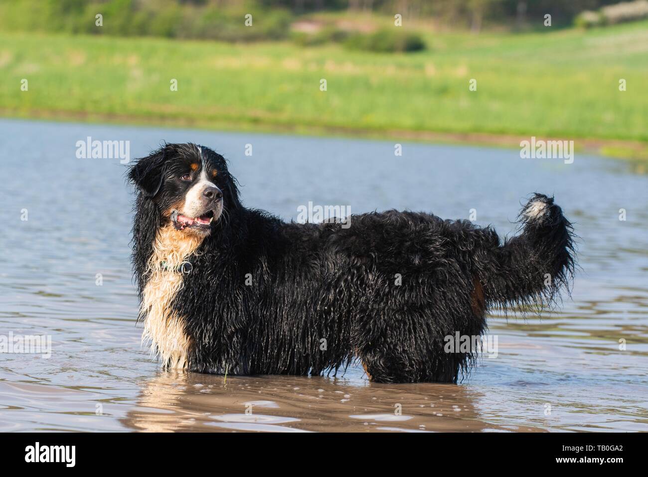 bathing Bernese Mountain Dog Stock Photo