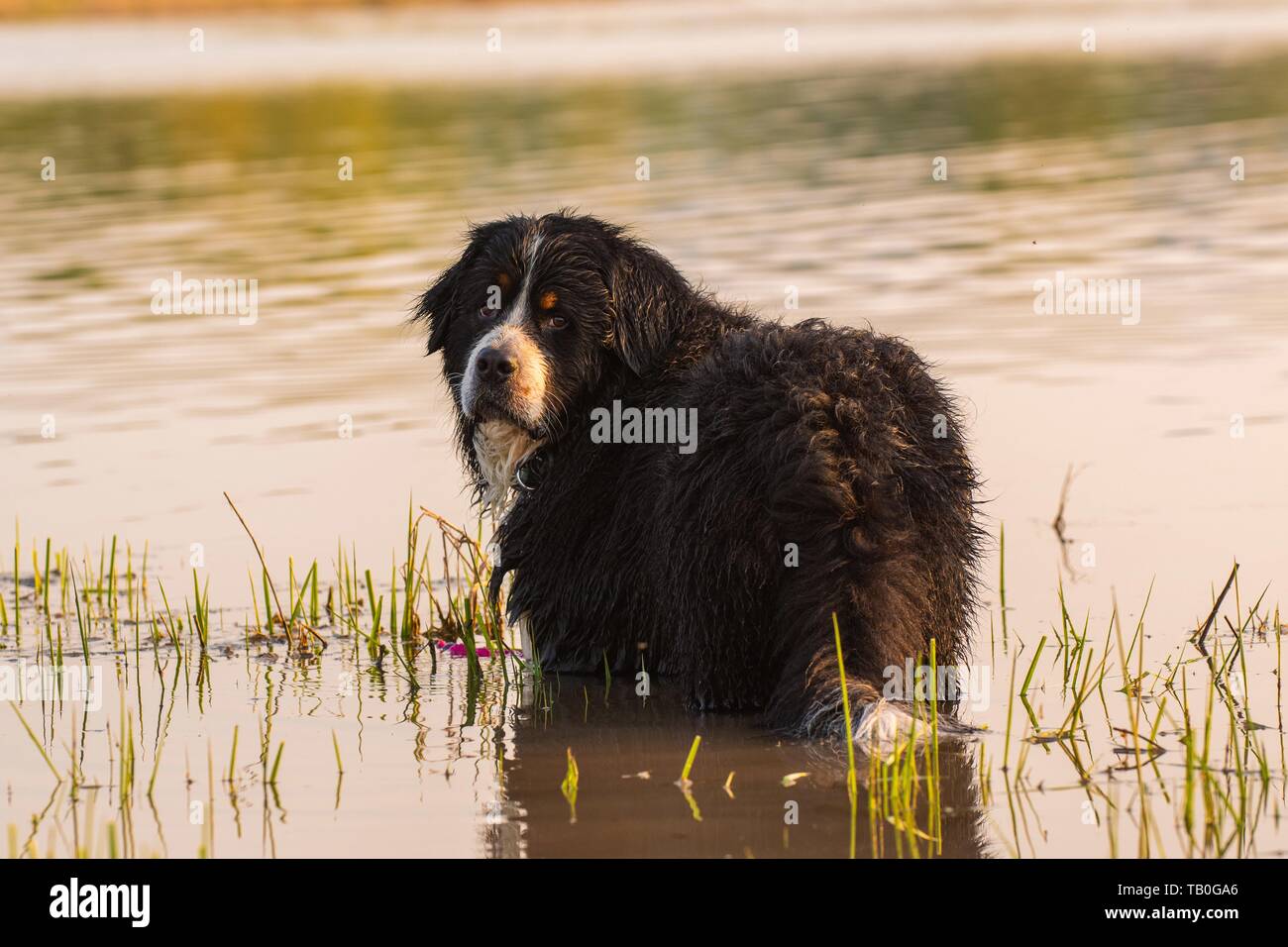 bathing Bernese Mountain Dog Stock Photo Alamy