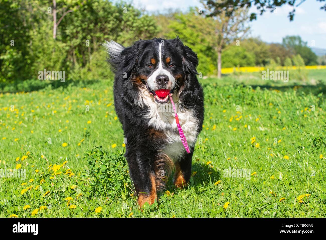 playing Bernese Mountain Dog Stock Photo Alamy