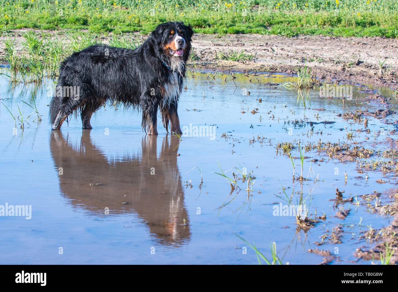 bathing Bernese Mountain Dog Stock Photo