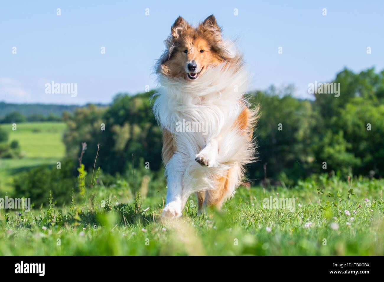 running longhaired Collie Stock Photo