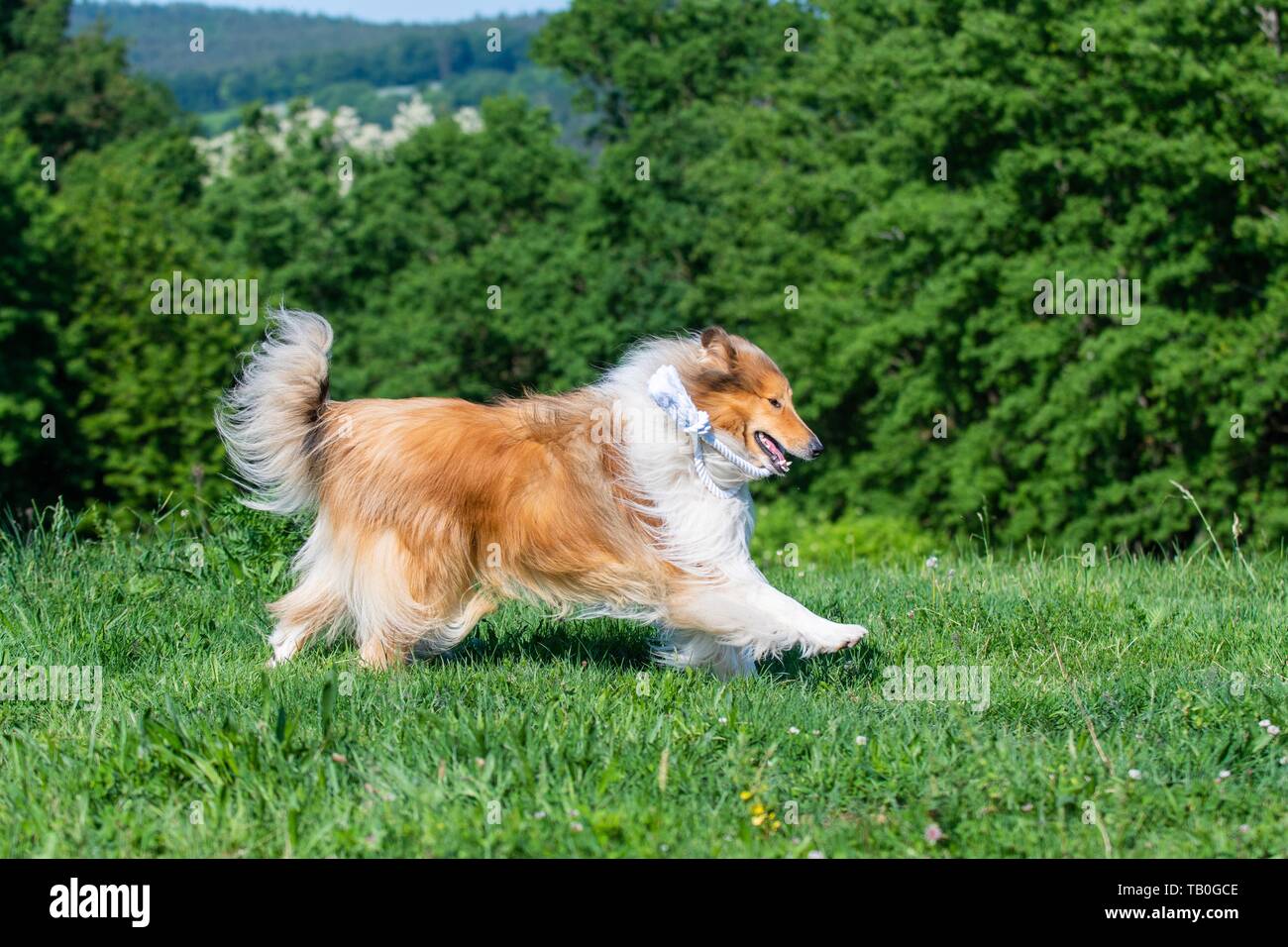 playing longhaired Collie Stock Photo