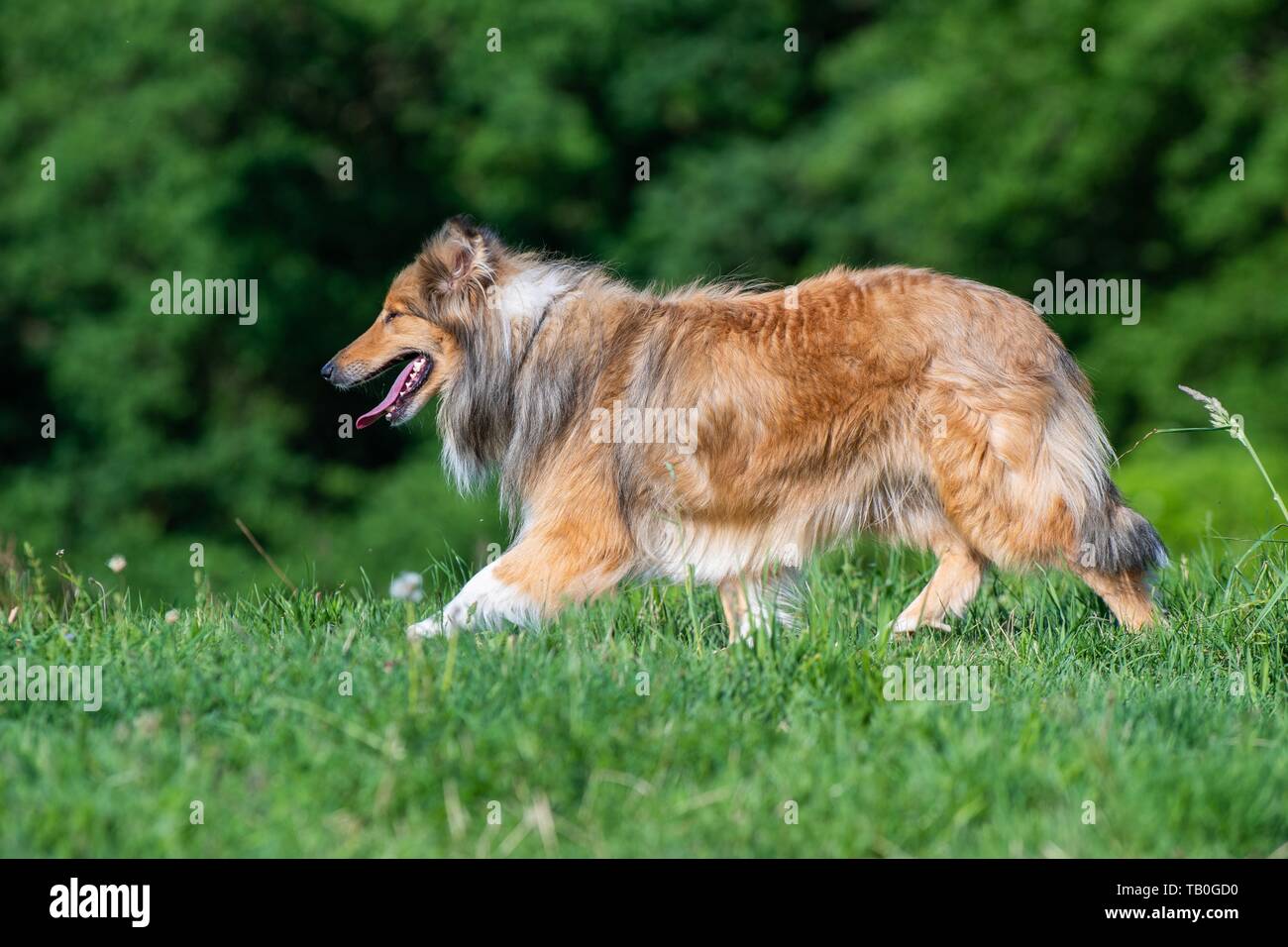 walking longhaired Collie Stock Photo